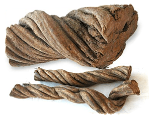 Banisteriopsis caapi vine