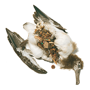 garbage patch garbage patch