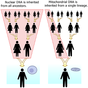 mitochondrial eve