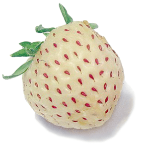 pineberry