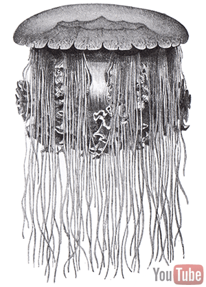 cyanea capillata cyanea capillata