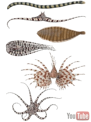mimic octopus
