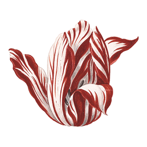 semper augustus tulip semper augustus tulip