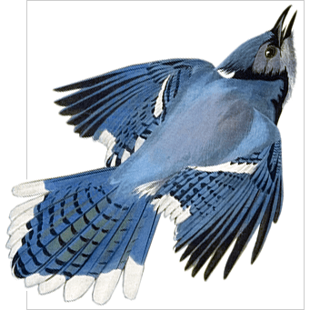 blue jay
