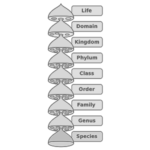 Biological classification