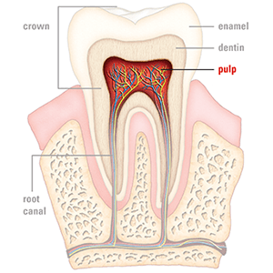 tooth pulp tooth pulp