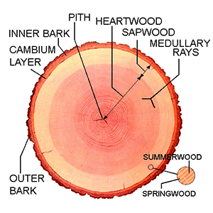 tree cross section