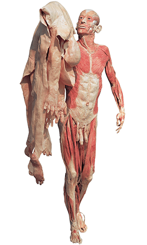 body worlds