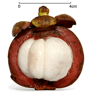Mangosteen Mangosteen