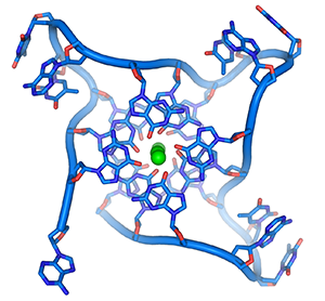 parallel telomere quadruple