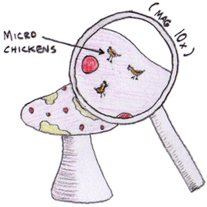 Mycoprotein