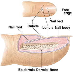 nail anatomy