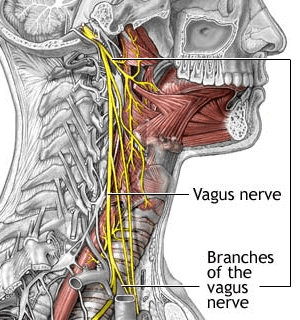 vagus nerve