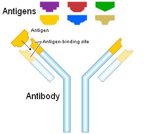 antigens