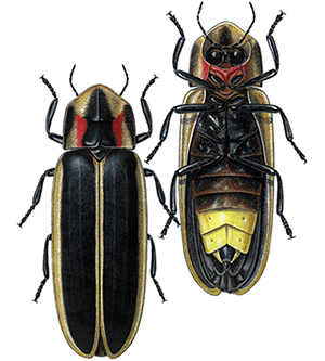 firefly