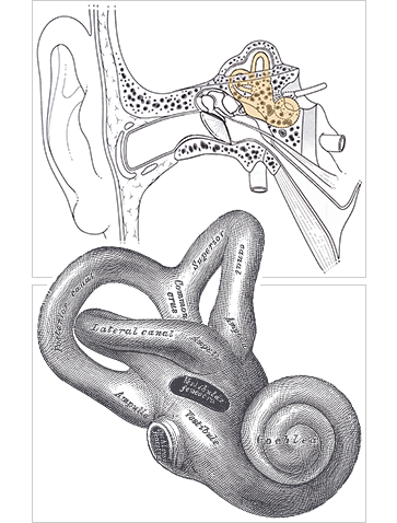 bony labyrinth bony labyrinth