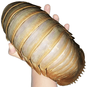 giant isopod giant isopod
