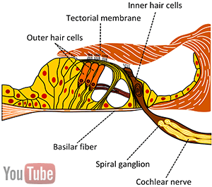 hair cells hair cells