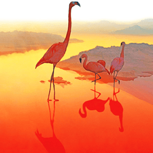 magic hour by Neil Krug magic hour by Neil Krug