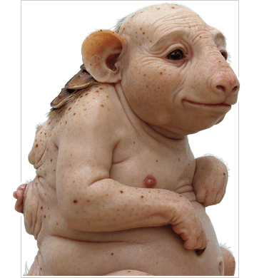 Piccinini Northern Hairynosed Wombat Piccinini Northern Hairynosed Wombat