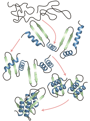 protein folding