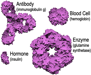 protein molecule size comparison