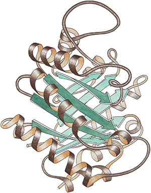 richardson ribbon diagram