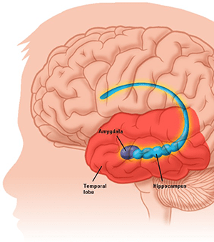amygdala hippocampus