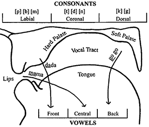 consonants vowels