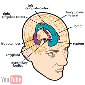 limbic system