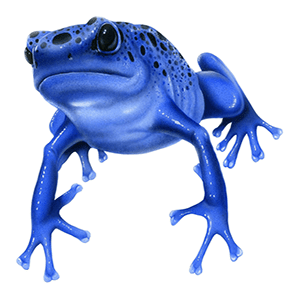 poison dart frog