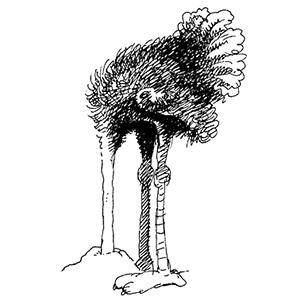 ostrich effect
