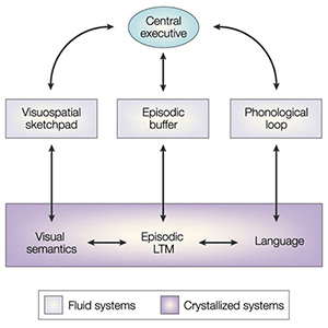 working memory working memory