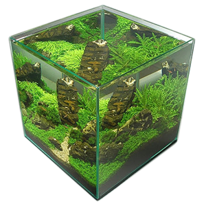 Aquascape by Piotr Suty