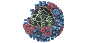 influenza
