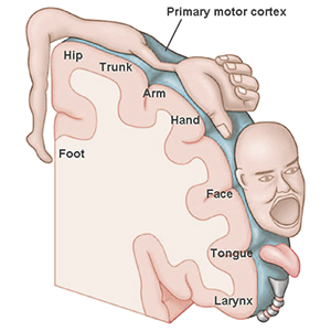 motor cortex