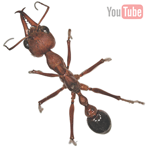 myrmecia