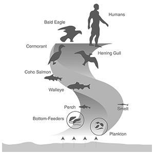 bioaccumulation