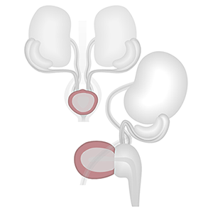bladder detrusor