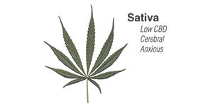 sativa