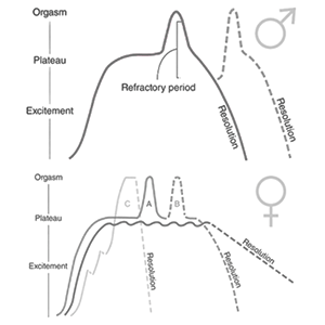 sexual response cycle