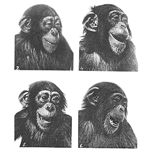 laughing chimp