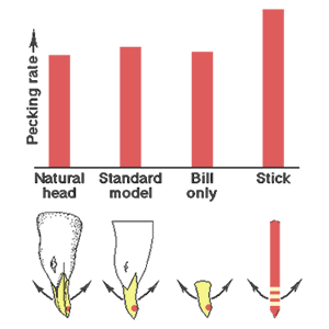 supernormal-stimulus