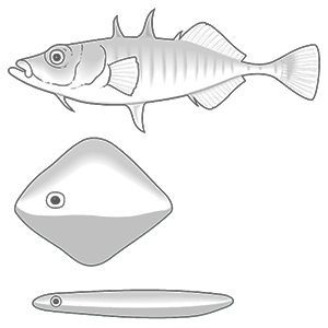 three-spined-stickleback