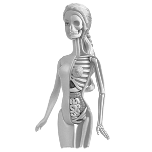 Anatomical Barbie by Jason Freeny Anatomical Barbie by Jason Freeny