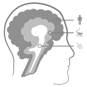 Triune brain Triune brain