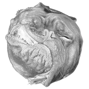 shake by carli davidson shake by carli davidson