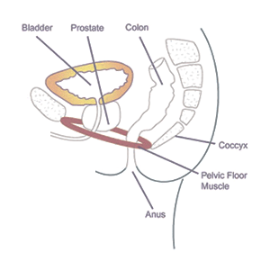 Pelvic floor