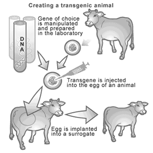 Transgene