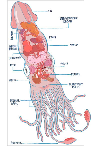 squid by nick edwards squid by nick edwards